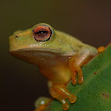 Dainty Green Tree Frog