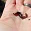 Earth-Worm