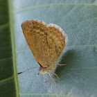Common Grass-blue Butterfly