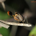 Indian Unicorn Boxer Mantis