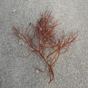 Red algae seaweed