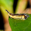 Planthopper ?