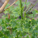 Black Swallowtail Caterpillar