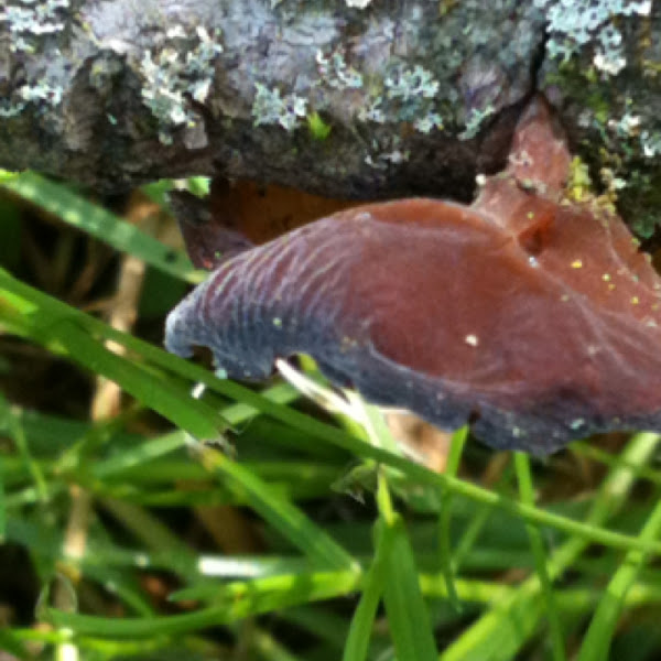 Jelly Ear Fungus Project Noah