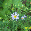  New England Aster