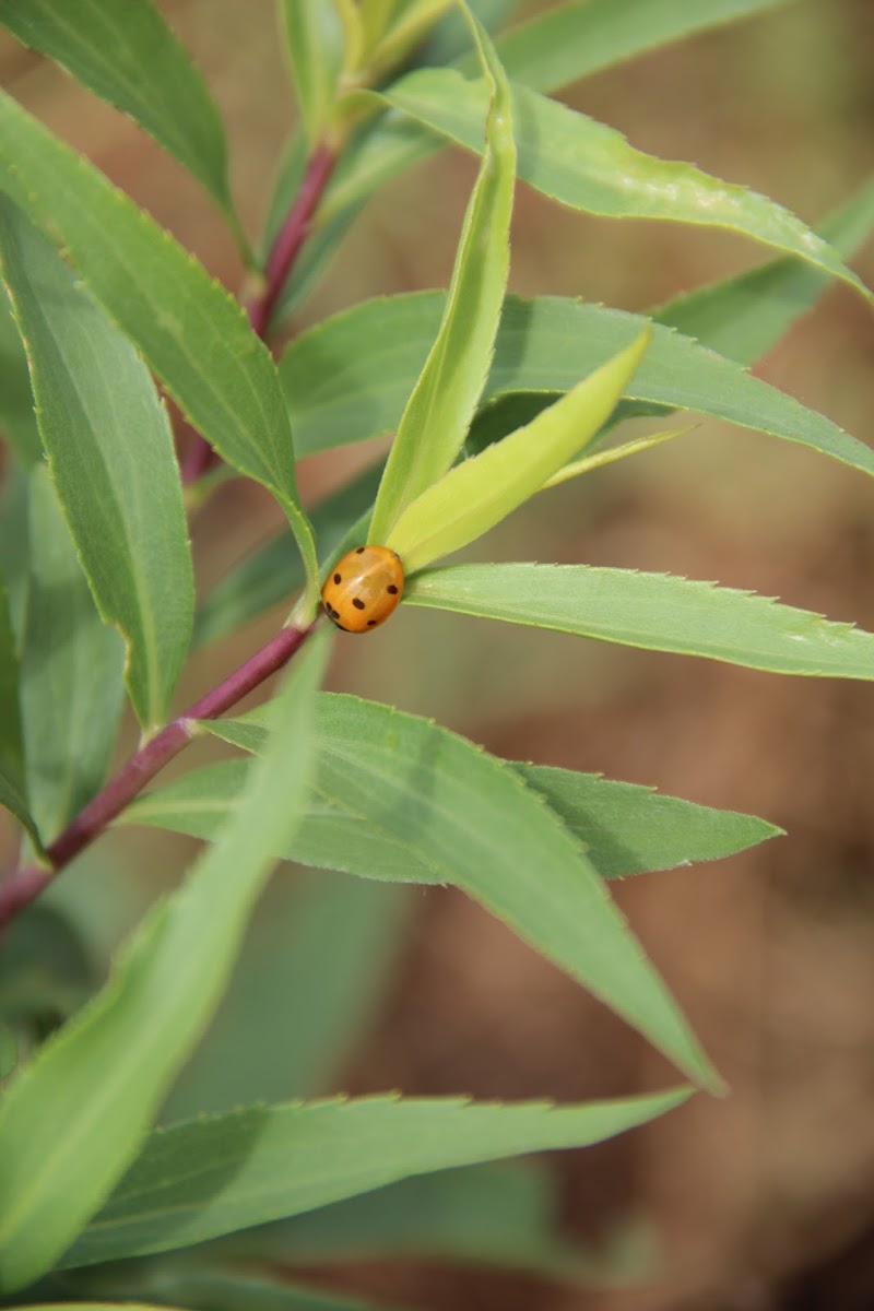 Seven-spotted Lady Beetle