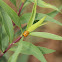 Seven-spotted Lady Beetle