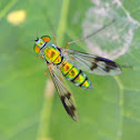 Long legged fly