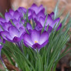 First Sign of Spring