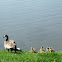 Canada Goose