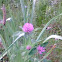 Red Clover