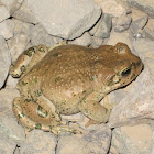 Desert Frog