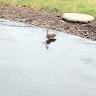Chipmunk