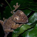 Leaftail Gecko