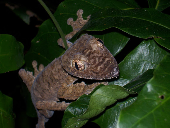 Spotting Image 1