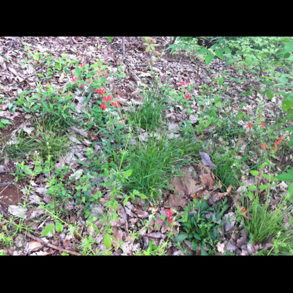 Spotting Image 1