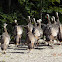 Wild Turkey