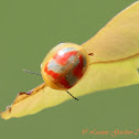 Red-white Leaf Beetle
