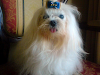 Peluqueria Caninaropa Fashionventa De Alimento