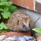 Hedgehog