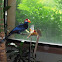Violet Turaco