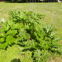 Zucchini Squash