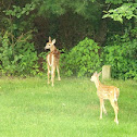 Fawns