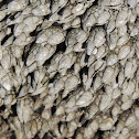 Goose neck barnacle