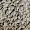 Goose neck barnacle