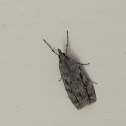 Eudonia bisinualis