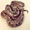 Mazacuata bebe