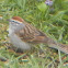 Chipping Sparrow