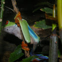 Red Eye Tree Frog