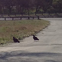 Turkey Vultures