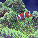 Clownfish
