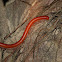 Rusty Millipede
