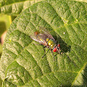 Green bottle fly