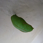 Butterfly pupa