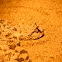 horned viper