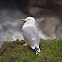Herring Gull