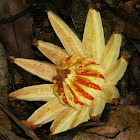  Clusia fruit