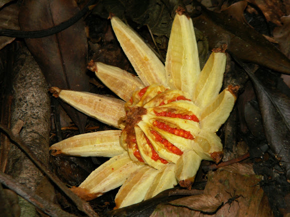 Spotting Image 1
