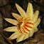  Clusia fruit