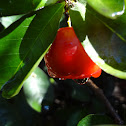 Acerola
