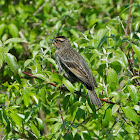 Red-winged Blackbird (female)