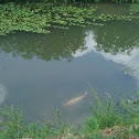 Koi