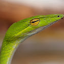 Oriental Whip Snake
