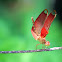Russet Percher (網脈蜻)