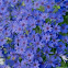 Unknown spotting