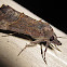 Moth